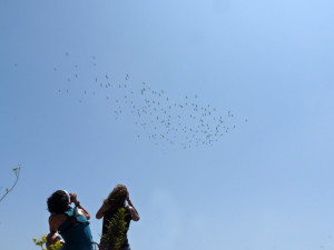 Migración de aves en el estrecho de Gibraltar