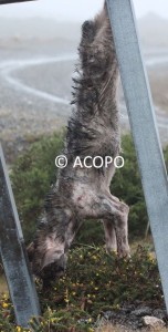 caza de lobos en galicia