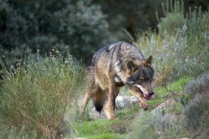 «Iberian Wolf AdF 001» de Arturo de Frias Marques