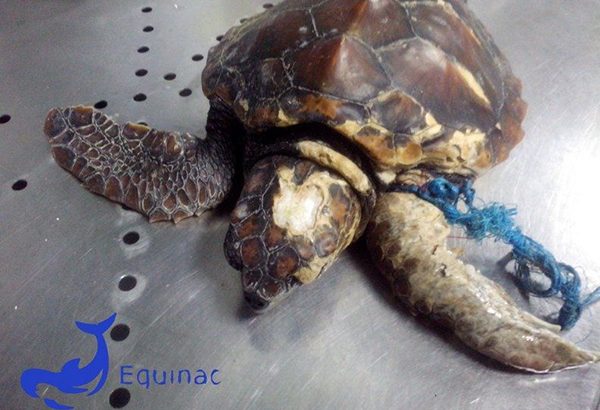 Tortuga en un centro de recuperación de fauna marina