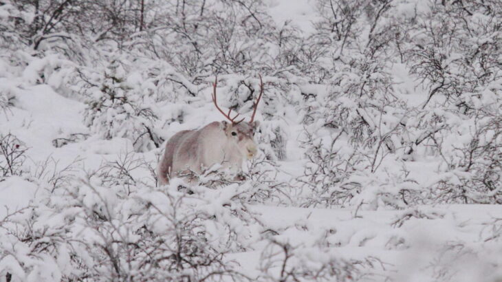 Rudolph, la rena de nariz roja
